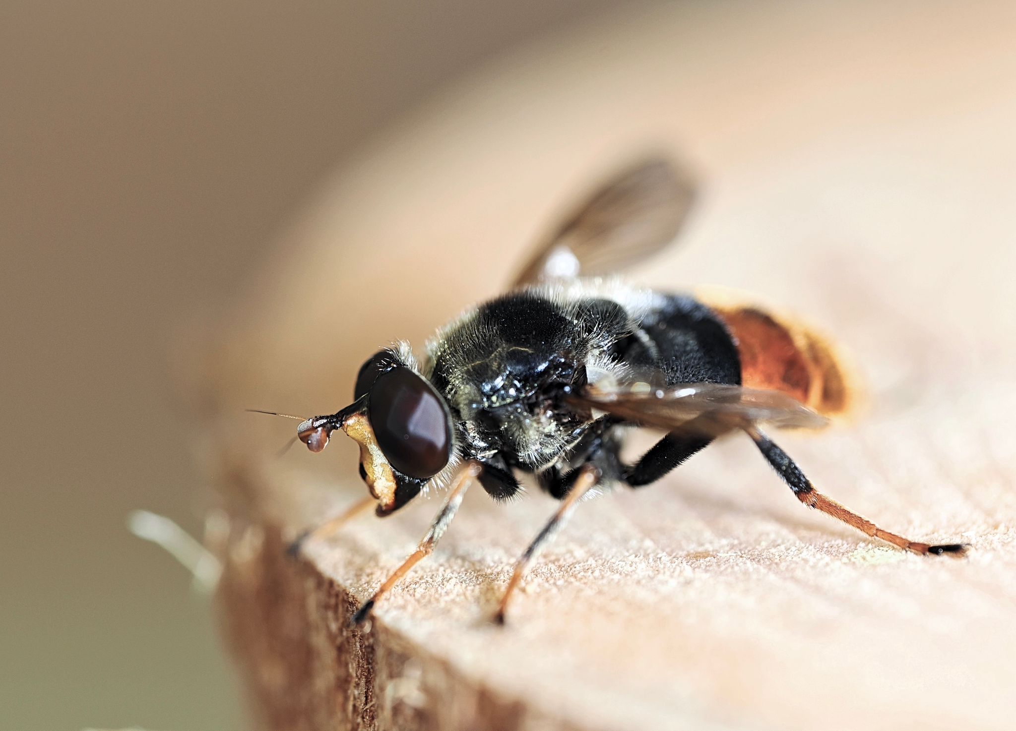 Pine hoverfly closeup IMAGE: RZSS 2024